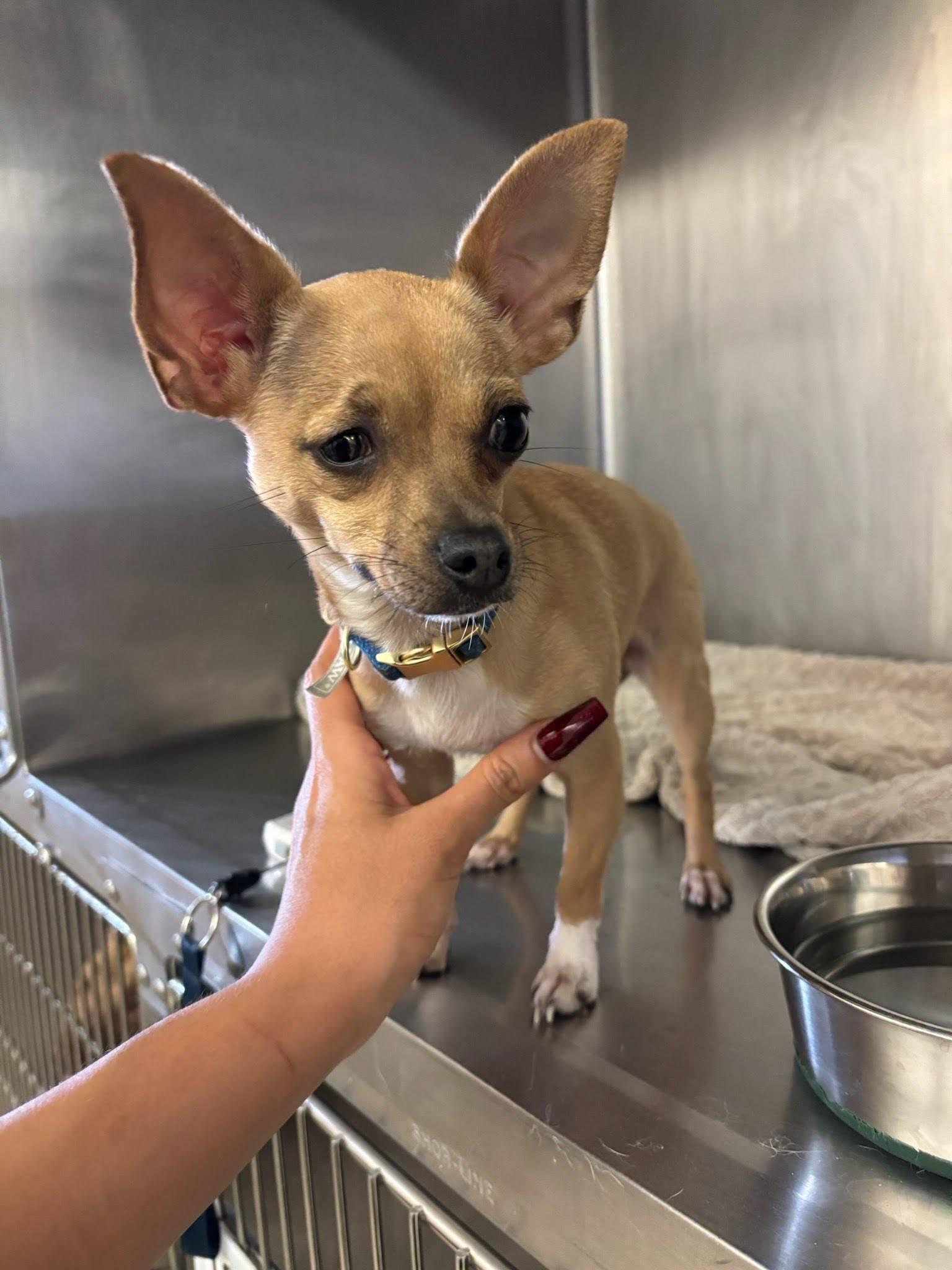 Q-Tee, Adoptable, Young Female Chihuahua.
