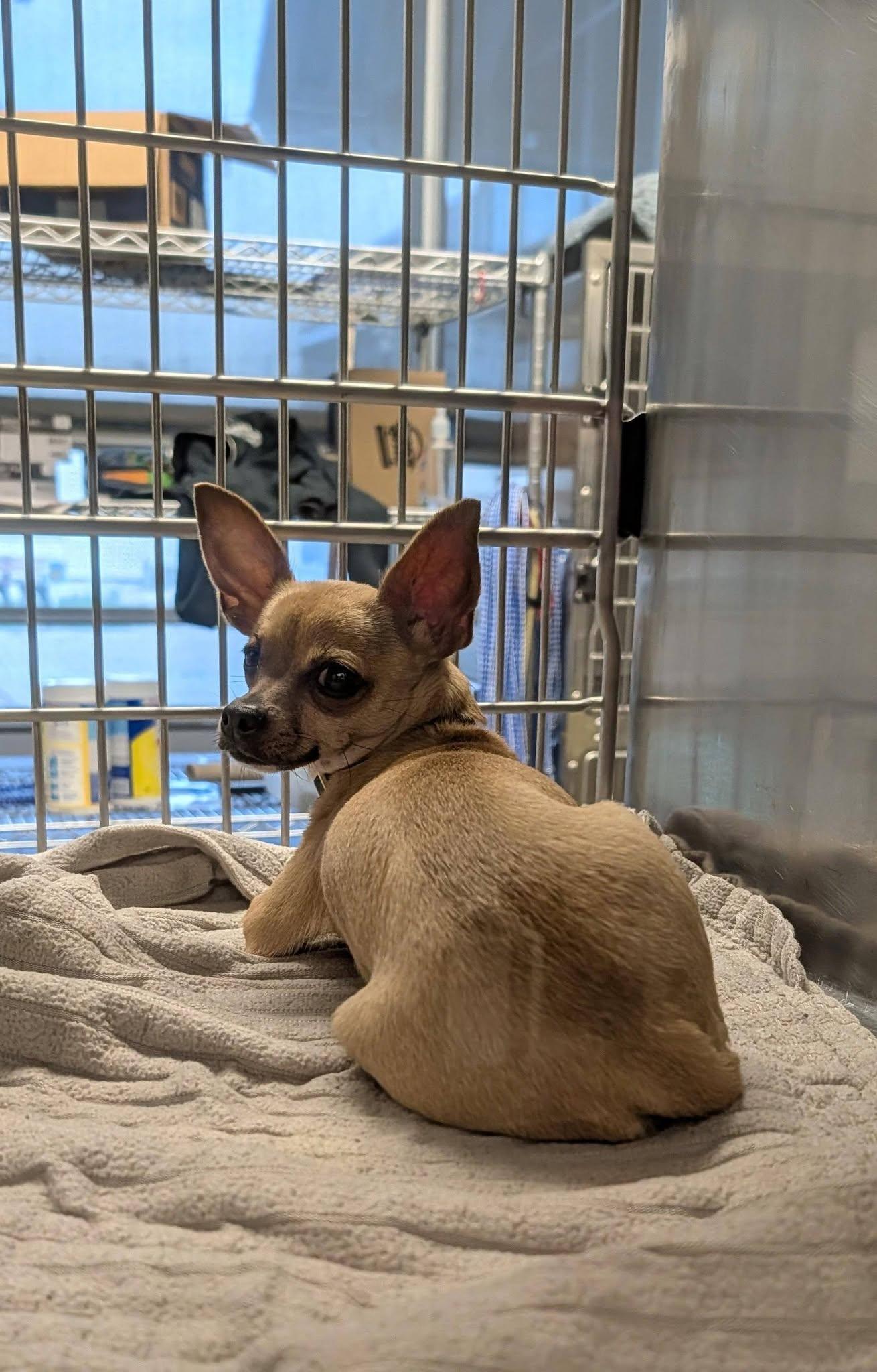 Q-Tee, a Adoptable Chihuahua in Austin, TX image 2/3