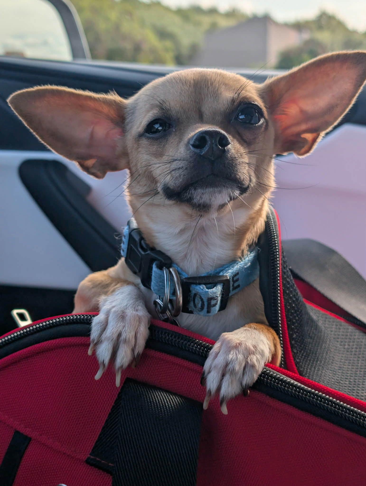 Q-Tee, a Adoptable Chihuahua in Austin, TX image 3/3