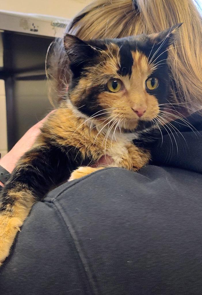 Bells, Adoptable, Young Female Domestic Short Hair.