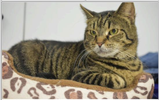 Enlarge Ember, a Adopted mixed breed in Greenfield, IN image 1/1