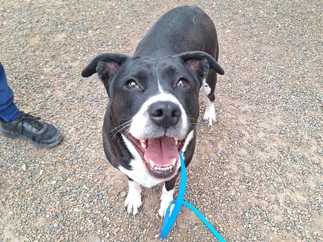 BACARDI, Adoptable, Adult Female Pit Bull Terrier.