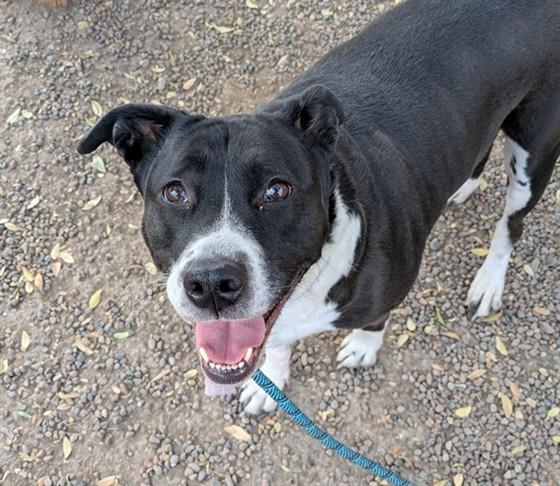 BACARDI, Adoptable, Adult Female Pit Bull Terrier.