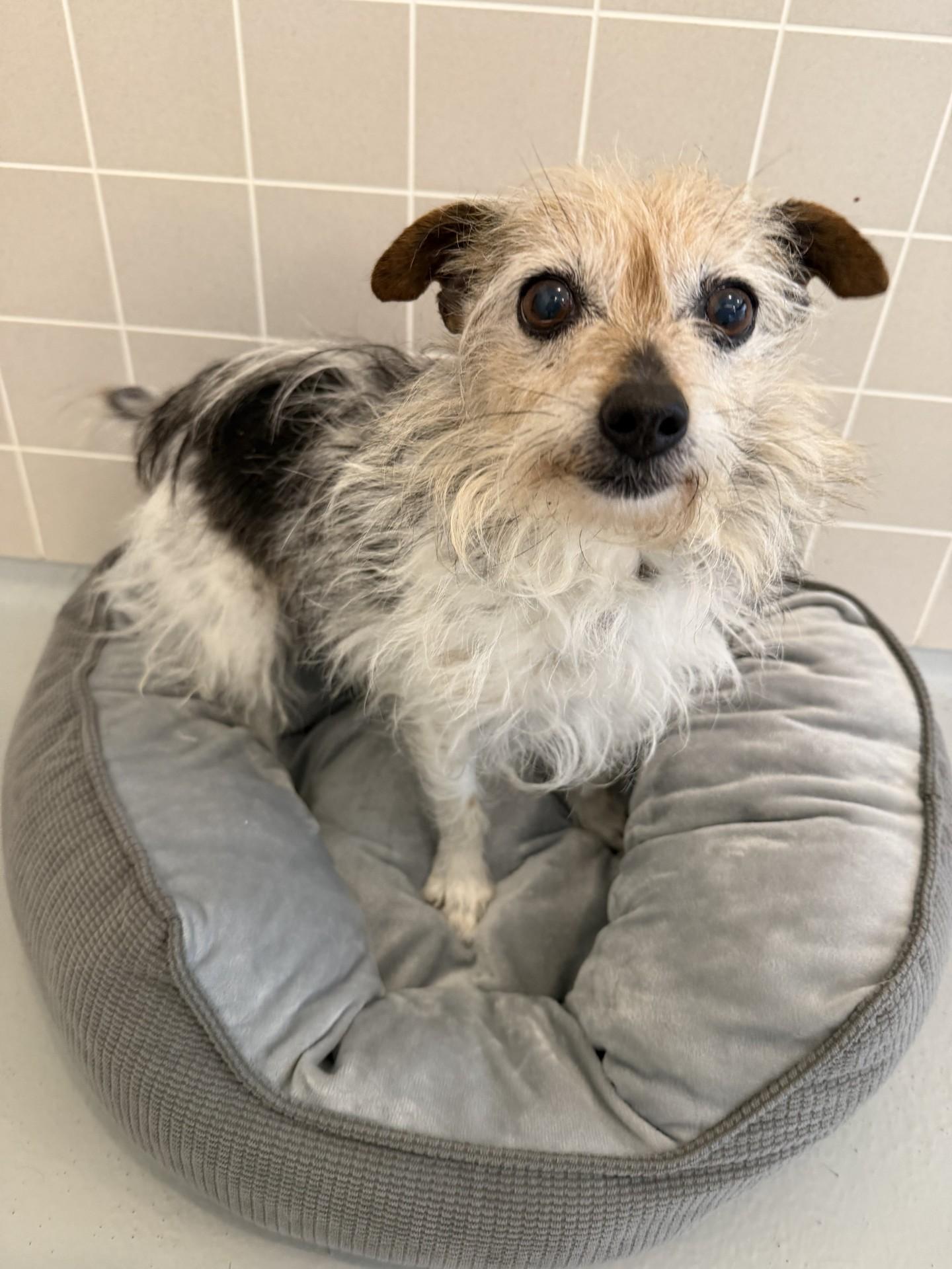TidBit, adopted, Adult Female Yorkshire Terrier.