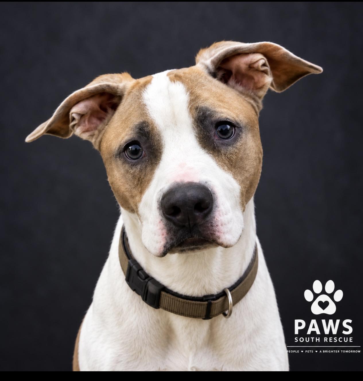 Tank, Adoptable, Adult Male American Staffordshire Terrier & Beagle.