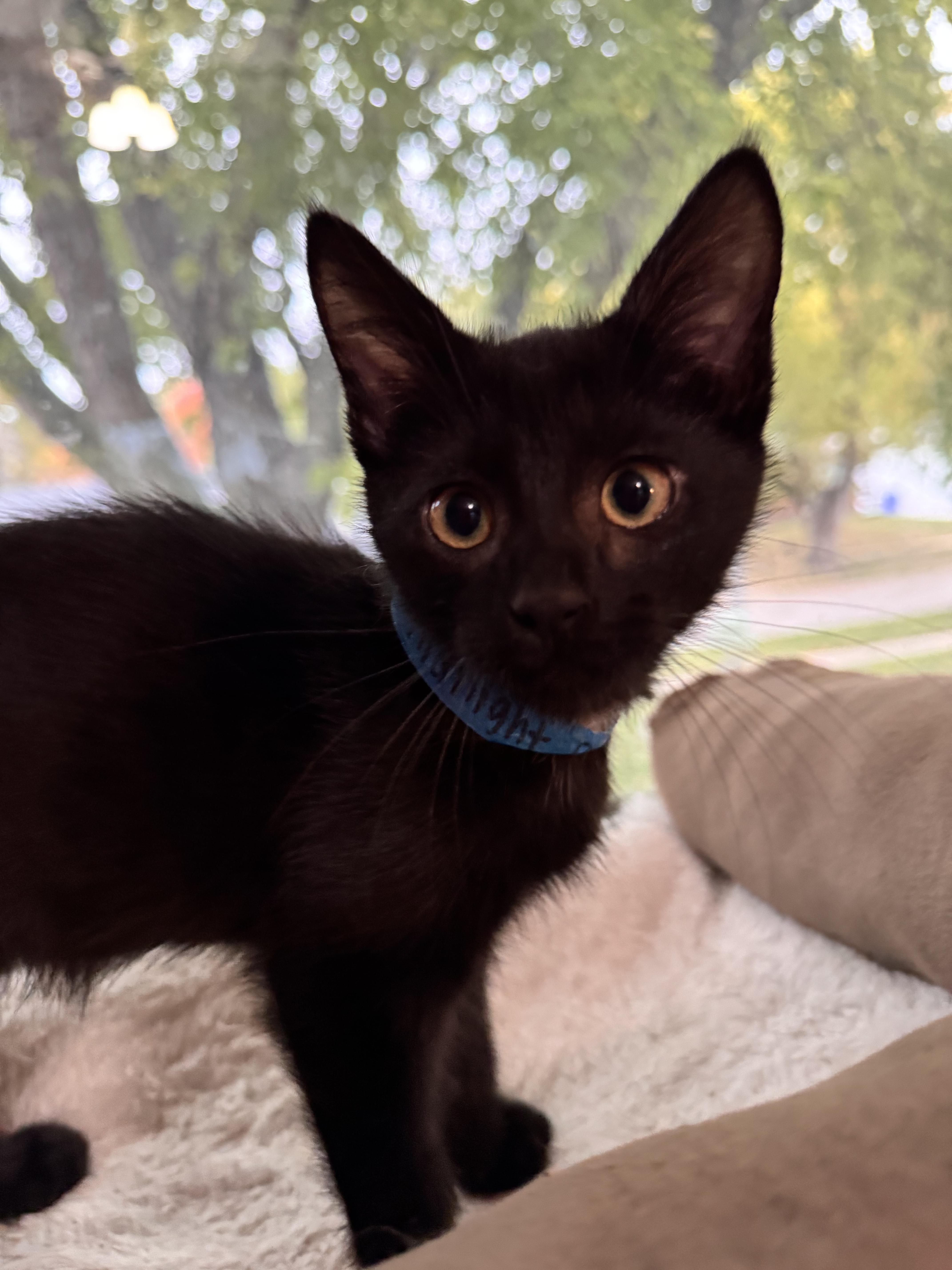 Midnight  --  (CaCo)