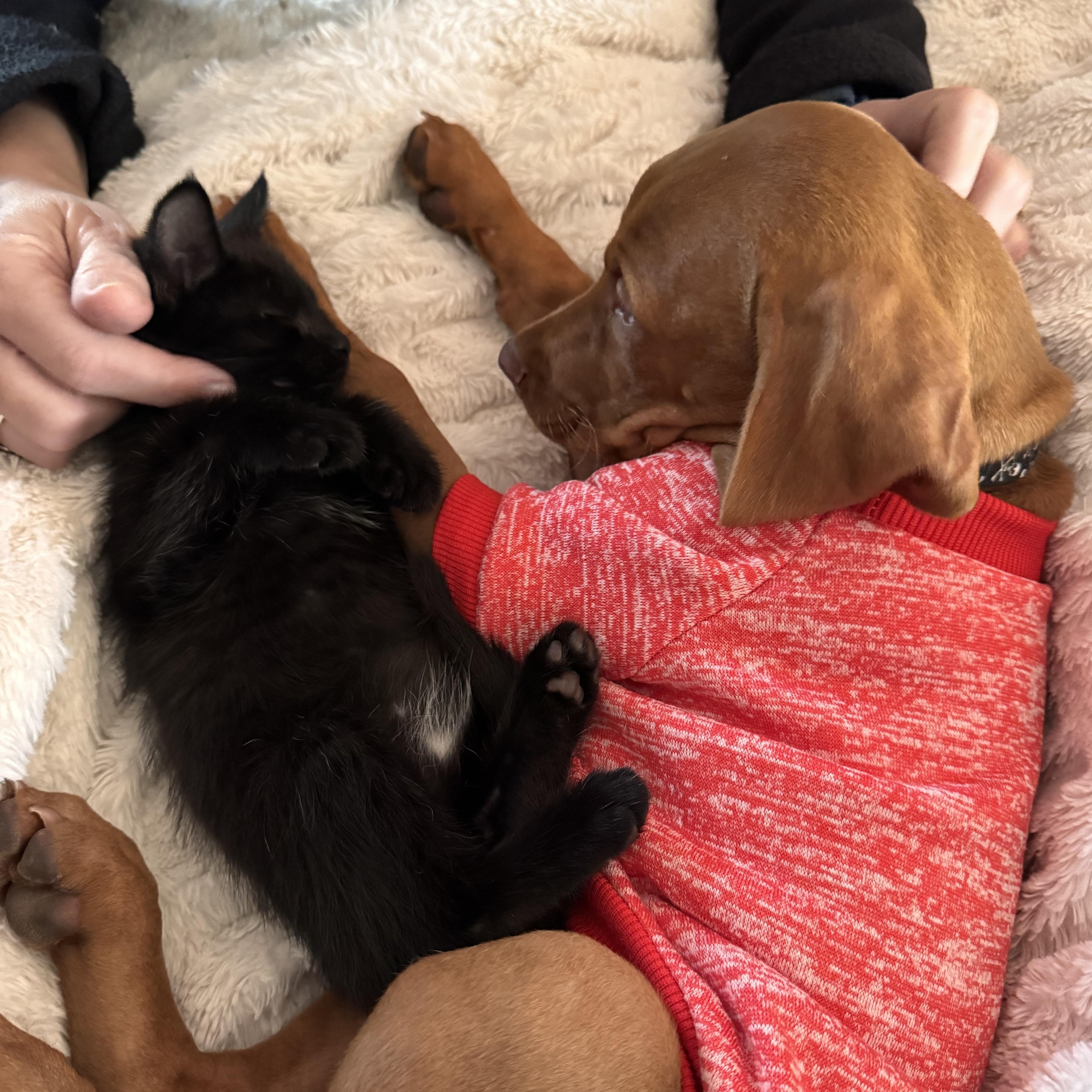 Midnight  --  (CaCo)