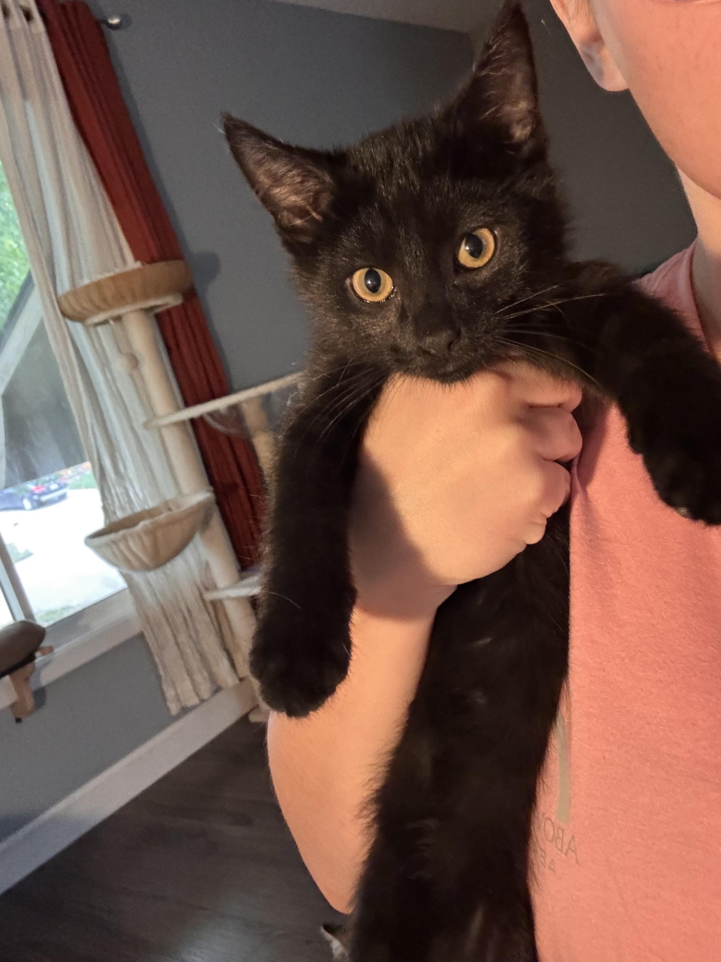 Midnight  --  (CaCo)