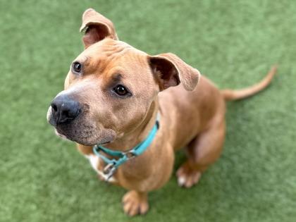 Enlarge Niko, a Adoptable mixed breed in Phoenix, AZ image 1/3