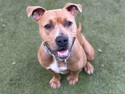 Enlarge Niko, a Adoptable mixed breed in Phoenix, AZ image 2/3