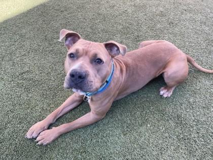 Enlarge Niko, a Adoptable mixed breed in Phoenix, AZ image 3/3