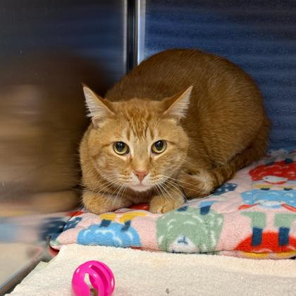 Benny, Adoptable, Adult Male Domestic Short Hair & Domestic Short Hair.