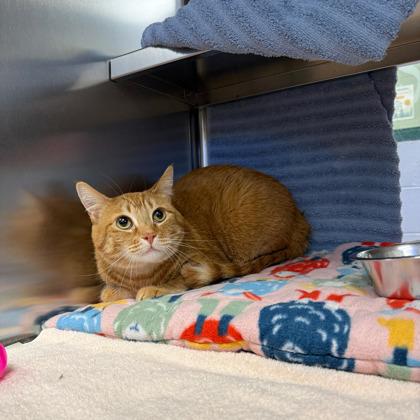 Benny, a Adoptable mixed breed in Madison, WI image 2/2