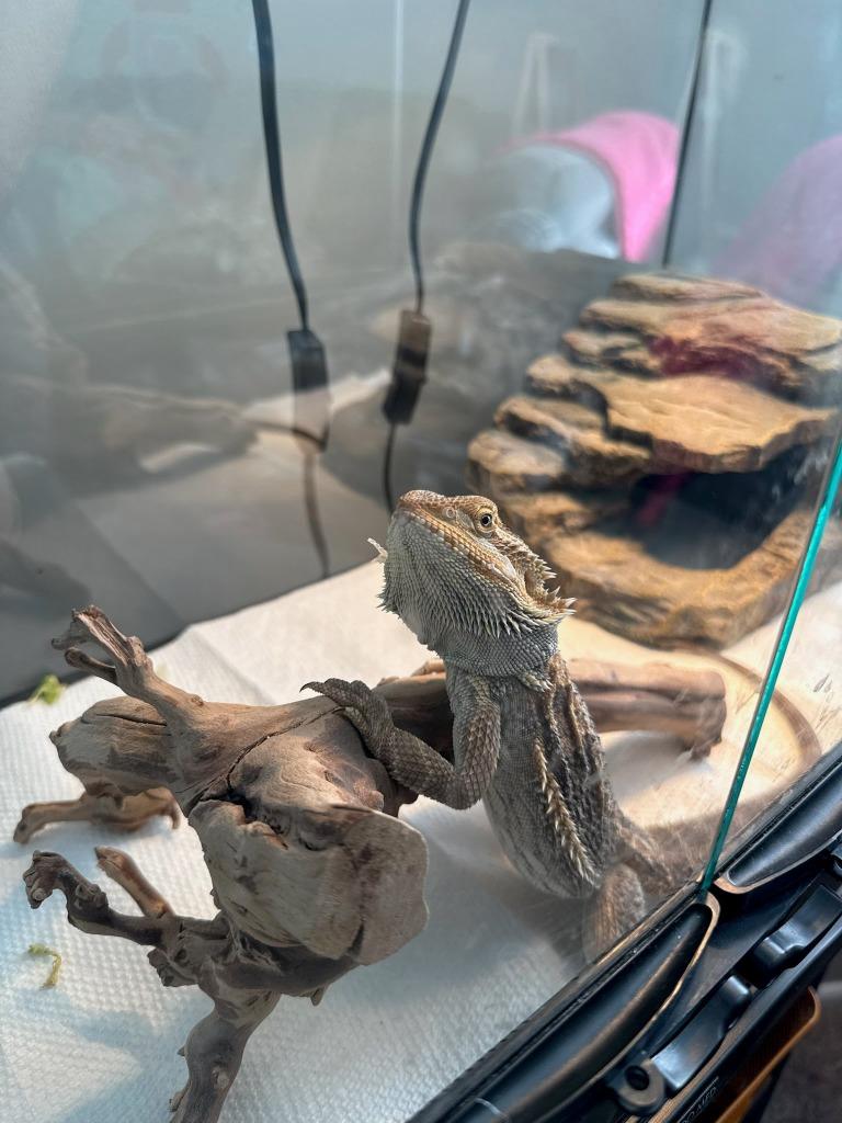 Reptar, Adoptable, Young Male Bearded Dragon.