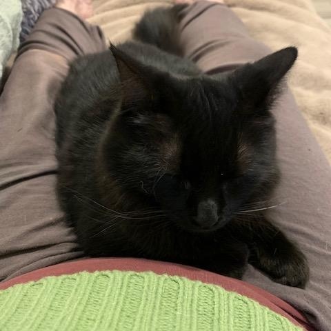 Chouchou, a Adoptable Domestic Long Hair in Montreal, QC image 1/6