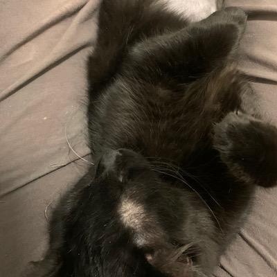 Chouchou, a Adoptable Domestic Long Hair in Montreal, QC image 3/6