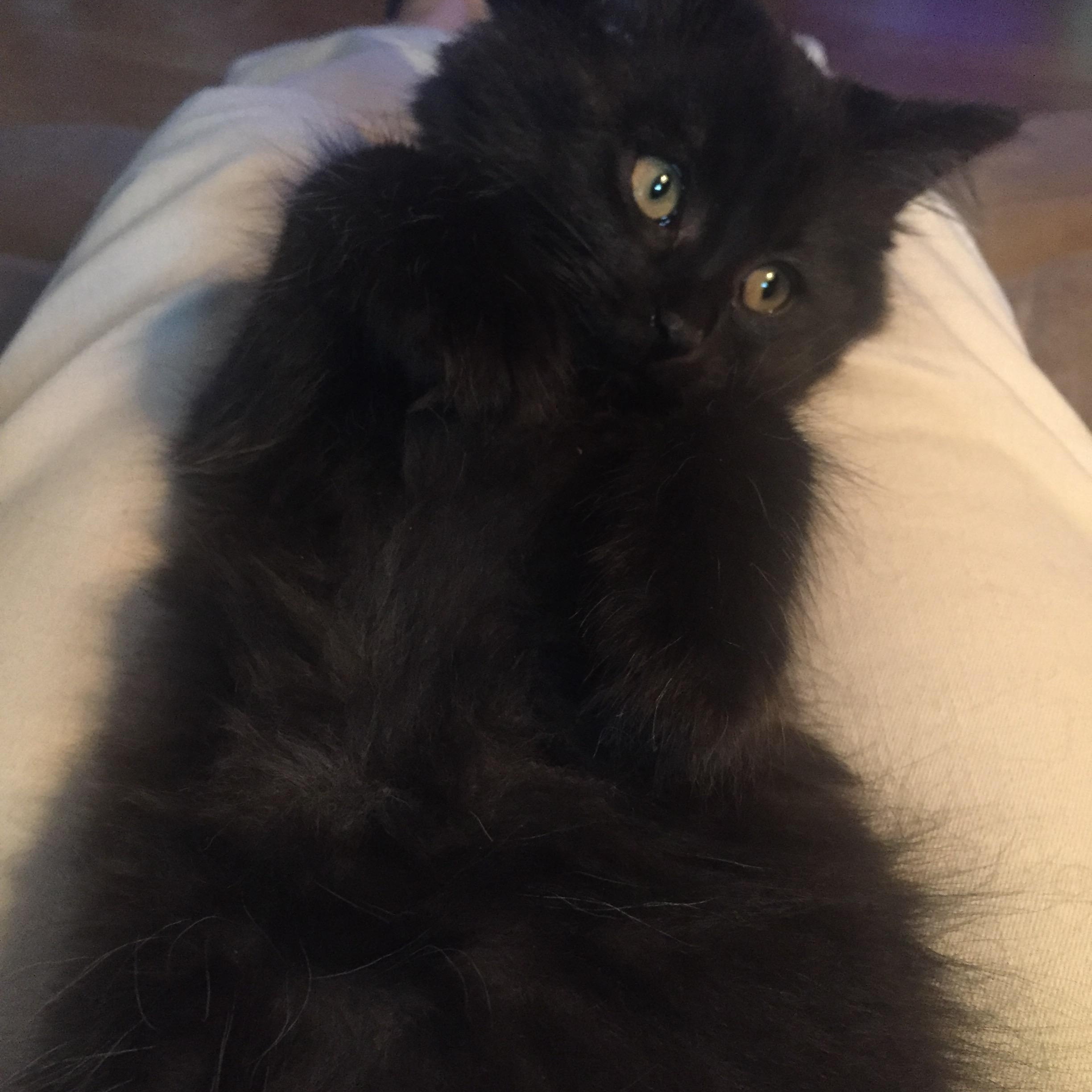 Chouchou, a Adoptable Domestic Long Hair in Montreal, QC image 2/6