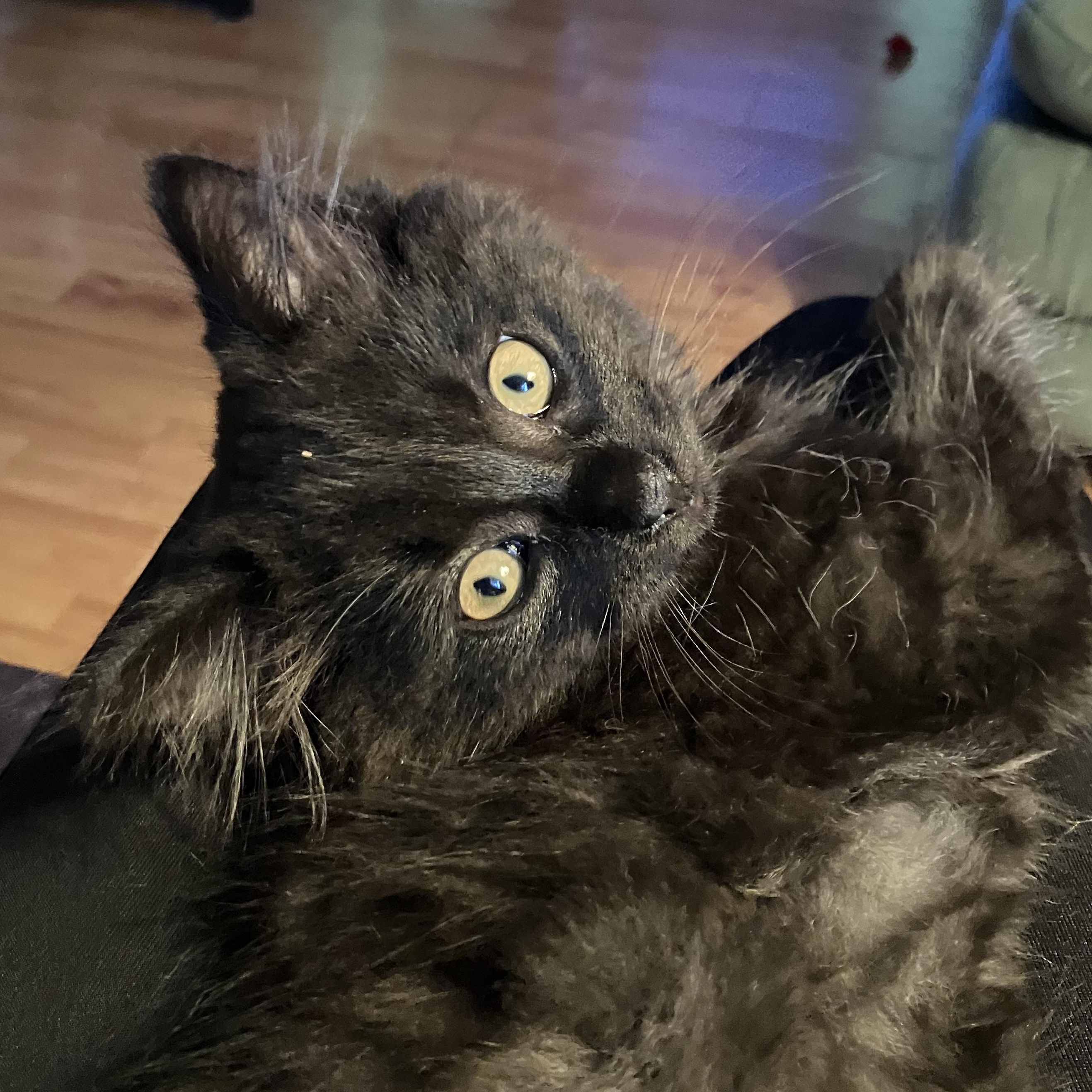 Chouchou, a Adoptable Domestic Long Hair in Montreal, QC image 4/6