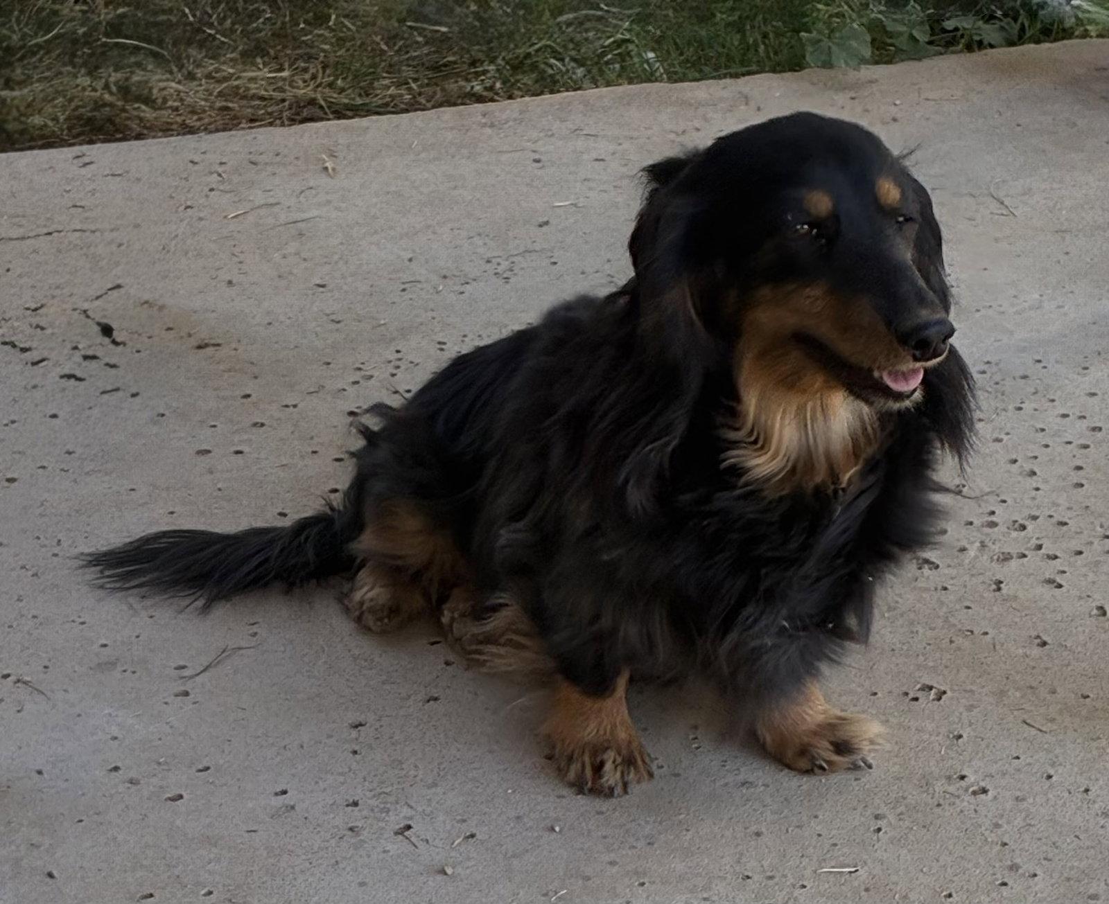 Willow, Adopted, Adult Female Dachshund.