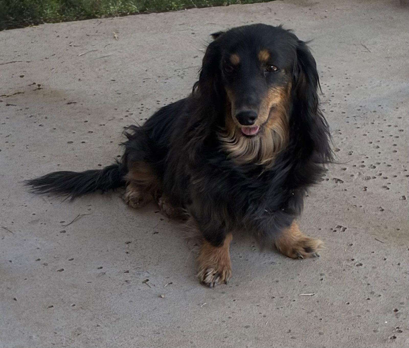 Enlarge Willow, a Adopted Dachshund in Hesperia, CA image 2/3