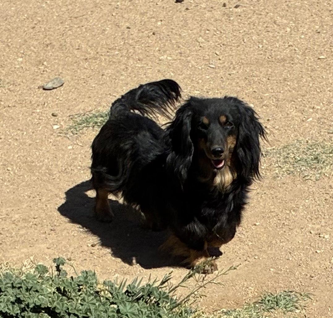 Enlarge Willow, a Adopted Dachshund in Hesperia, CA image 3/3