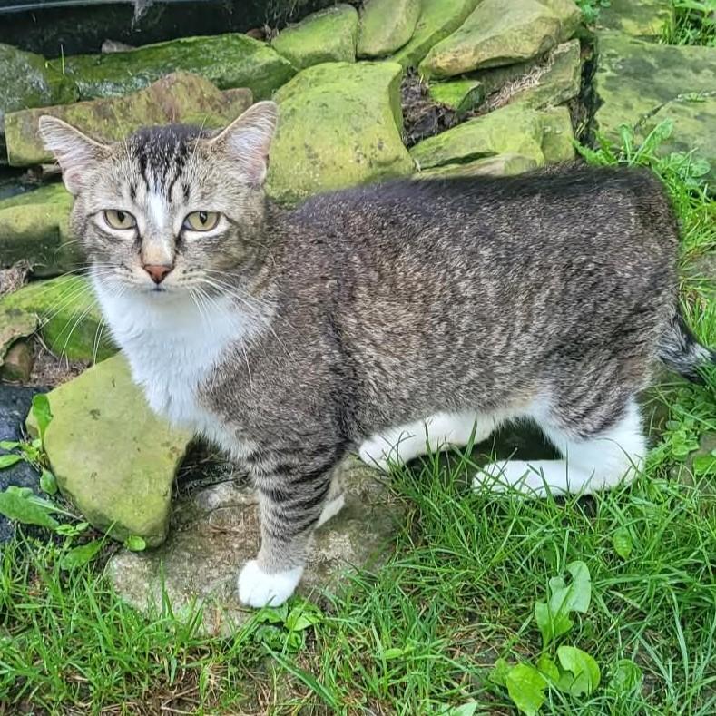 Chestnut, Adoptable, Adult Male Domestic Short Hair.