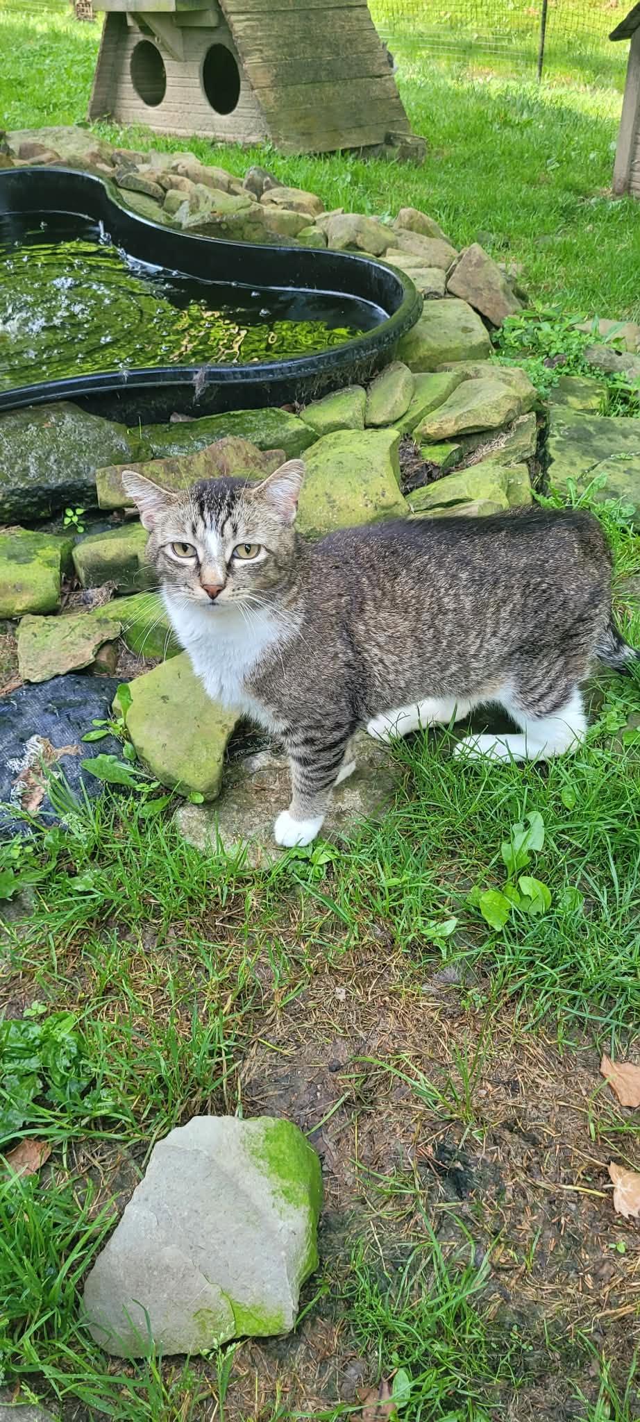 Enlarge Chestnut, a Adoptable mixed breed in Portsmouth, OH image 2/4
