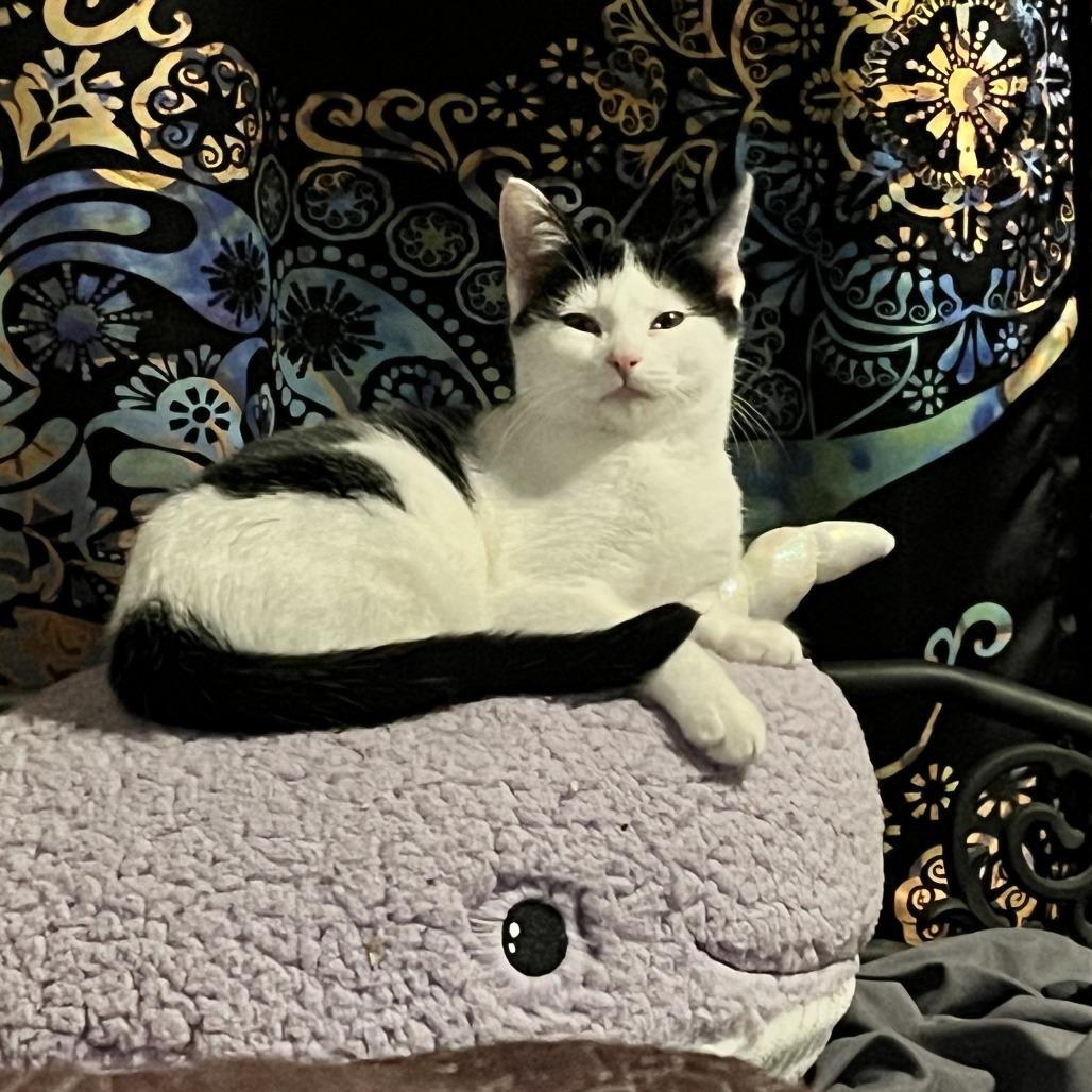 Susie 2, Adoptable, Kitten Female Domestic Short Hair.