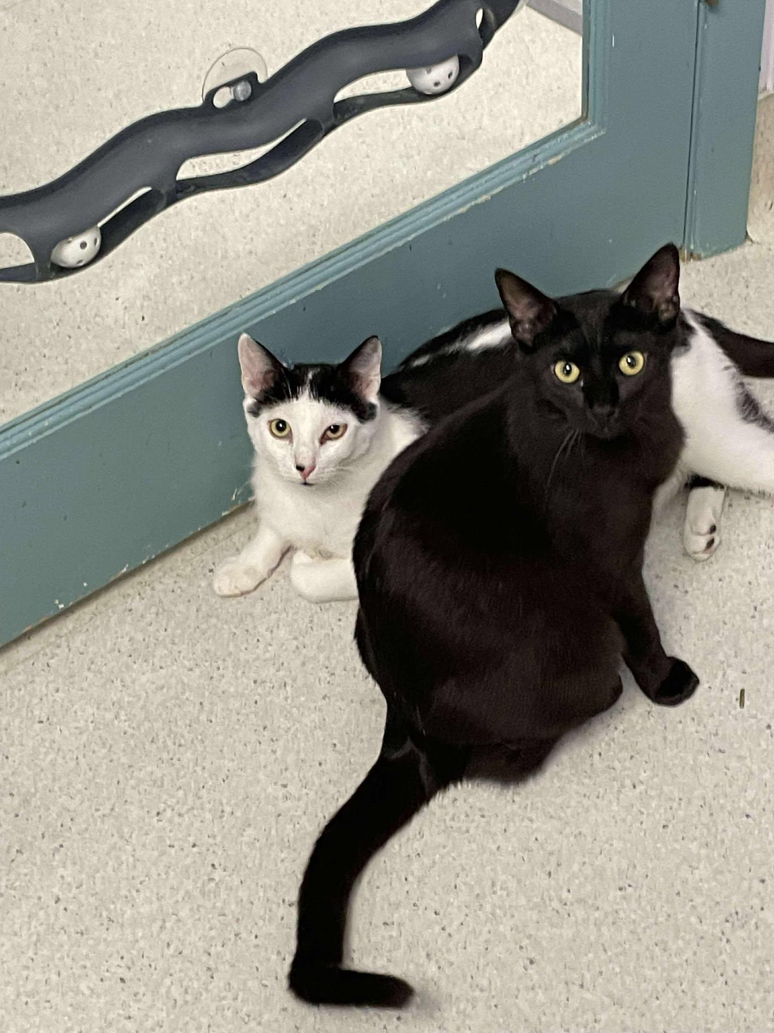 Enlarge Angus and Dexter, a Adoptable Domestic Short Hair in Medford, OR image 2/3