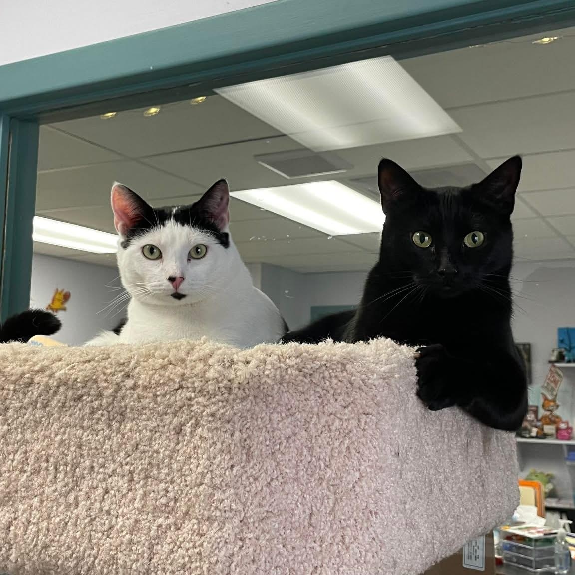 Enlarge Angus and Dexter, a Adoptable Domestic Short Hair in Medford, OR image 1/3