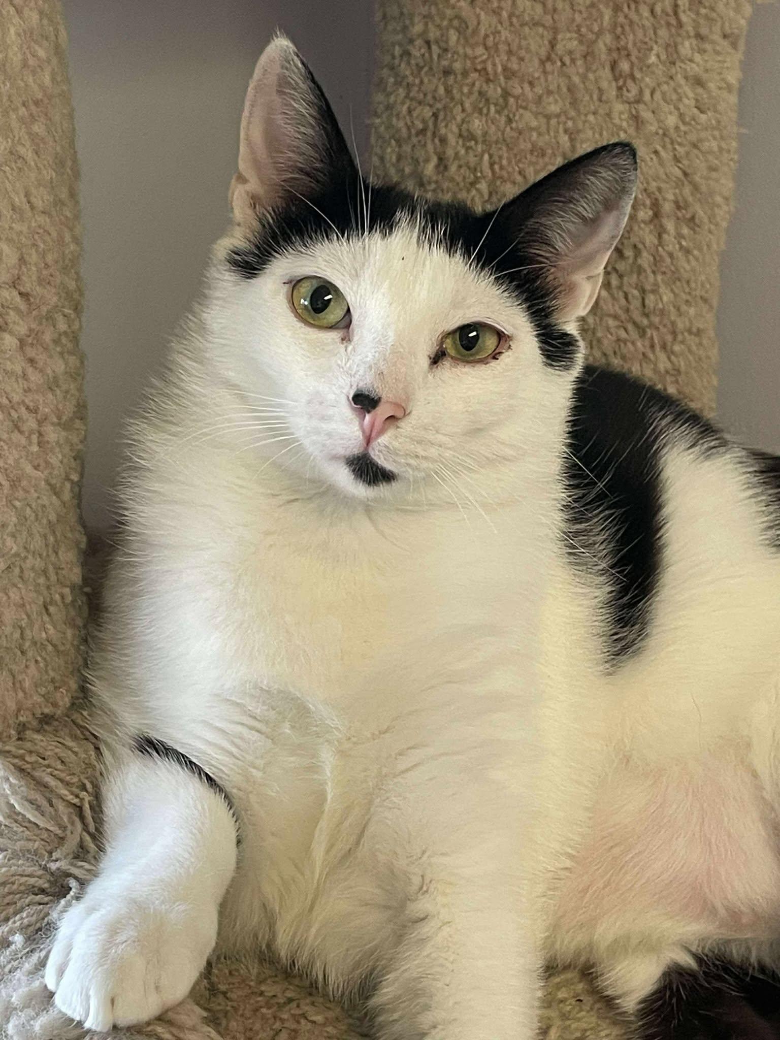 Enlarge Angus and Dexter, a Adoptable Domestic Short Hair in Medford, OR image 3/3