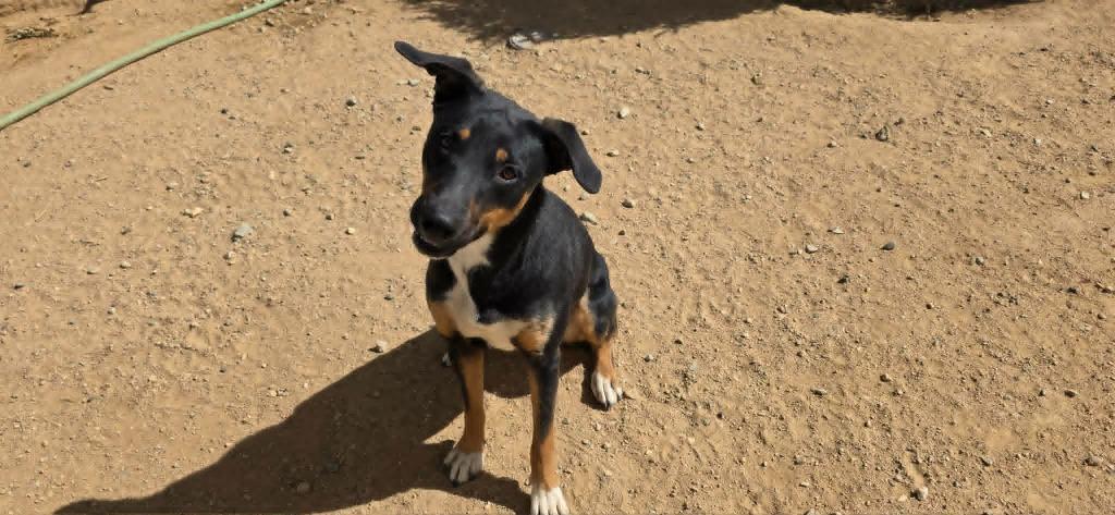 Tilly, Adoptable, Puppy Female Shepherd & Doberman Pinscher.