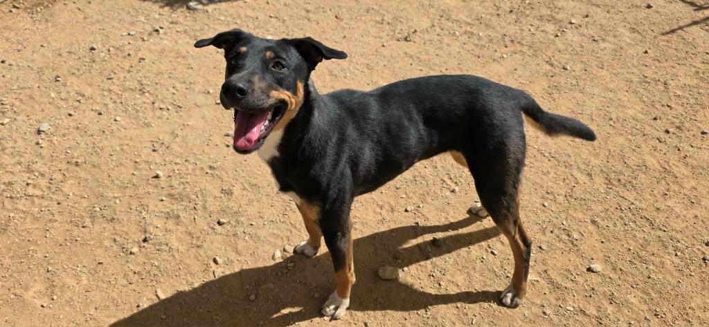 Tilly, a Adoptable mixed breed in California City, CA image 4/4