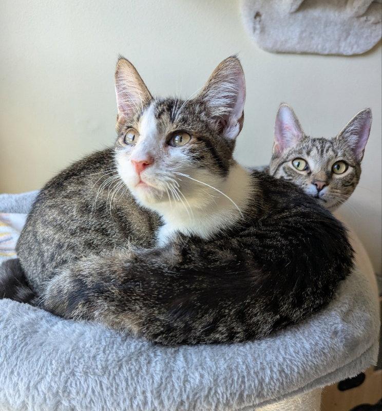 Vanderbilt, Adopted, Young Male Tabby & Domestic Medium Hair.