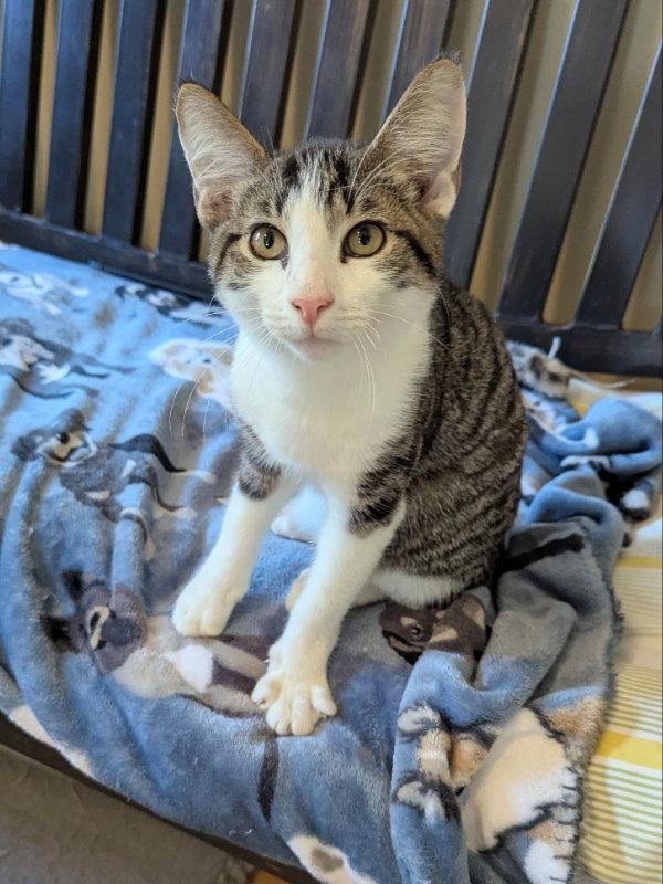 Enlarge Vanderbilt, a Adopted mixed breed in Ocala, FL image 2/3