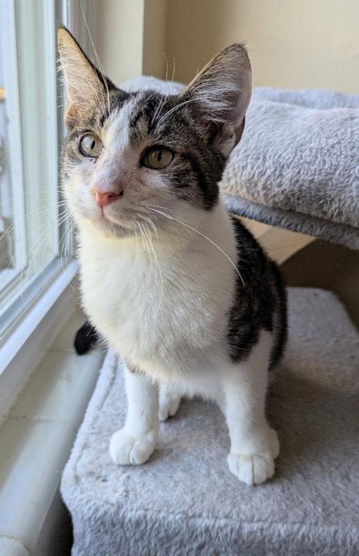 Enlarge Vanderbilt, a Adopted mixed breed in Ocala, FL image 3/3