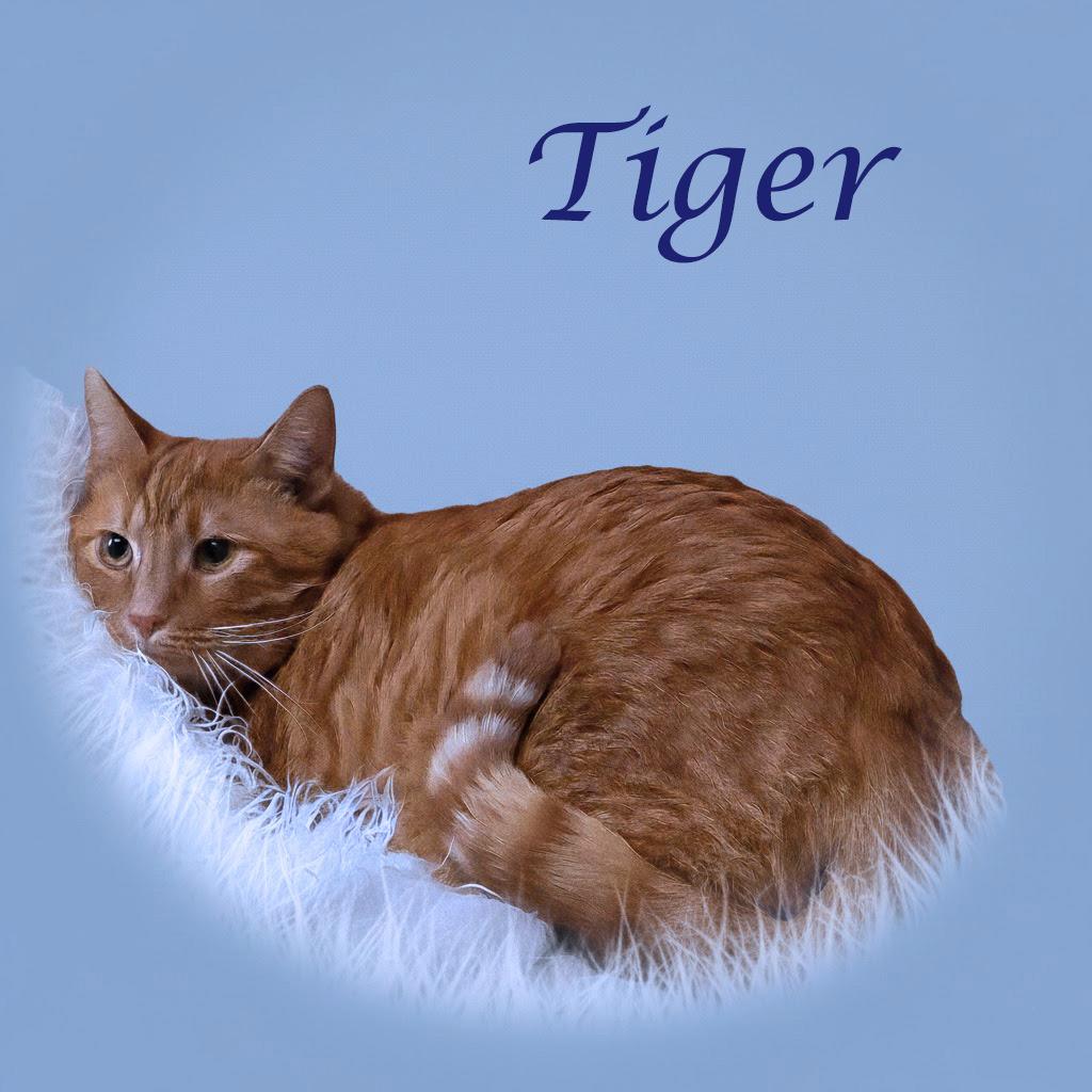 Tiger C26-007, Adoptable, Adult Male Domestic Short Hair.
