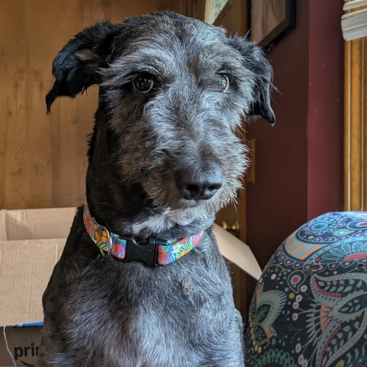Cassie, an adoptable Aussiedoodle in Walker, MI, 49501 | Photo Image 1