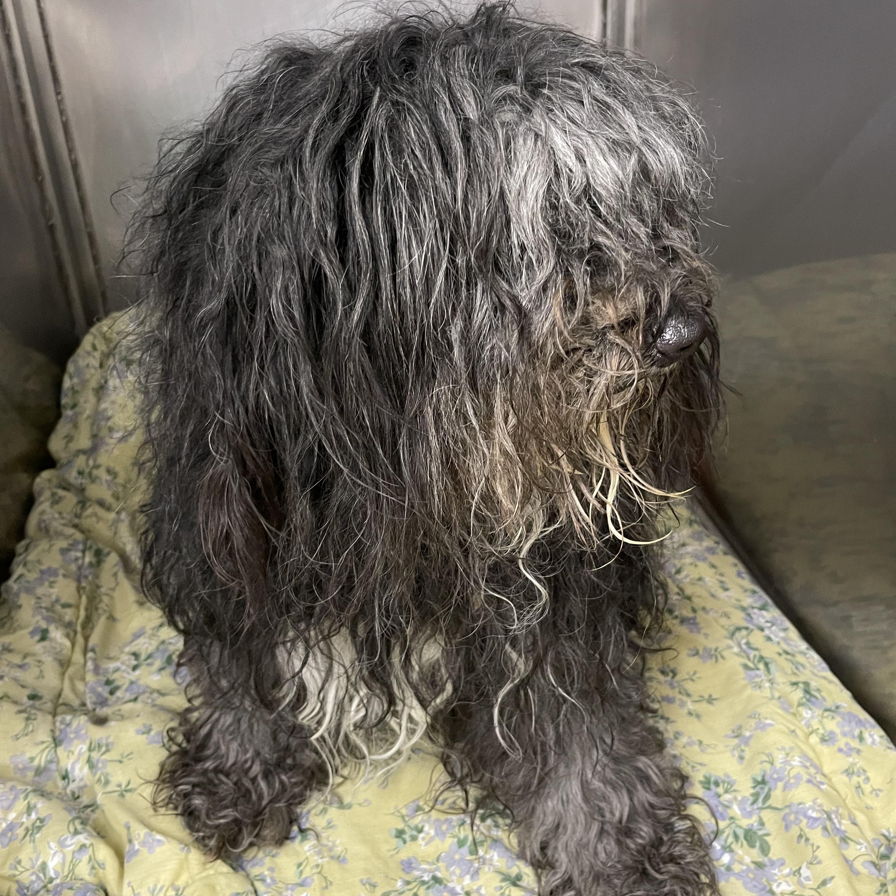 Cassie, an adoptable Aussiedoodle in Walker, MI, 49501 | Photo Image 4