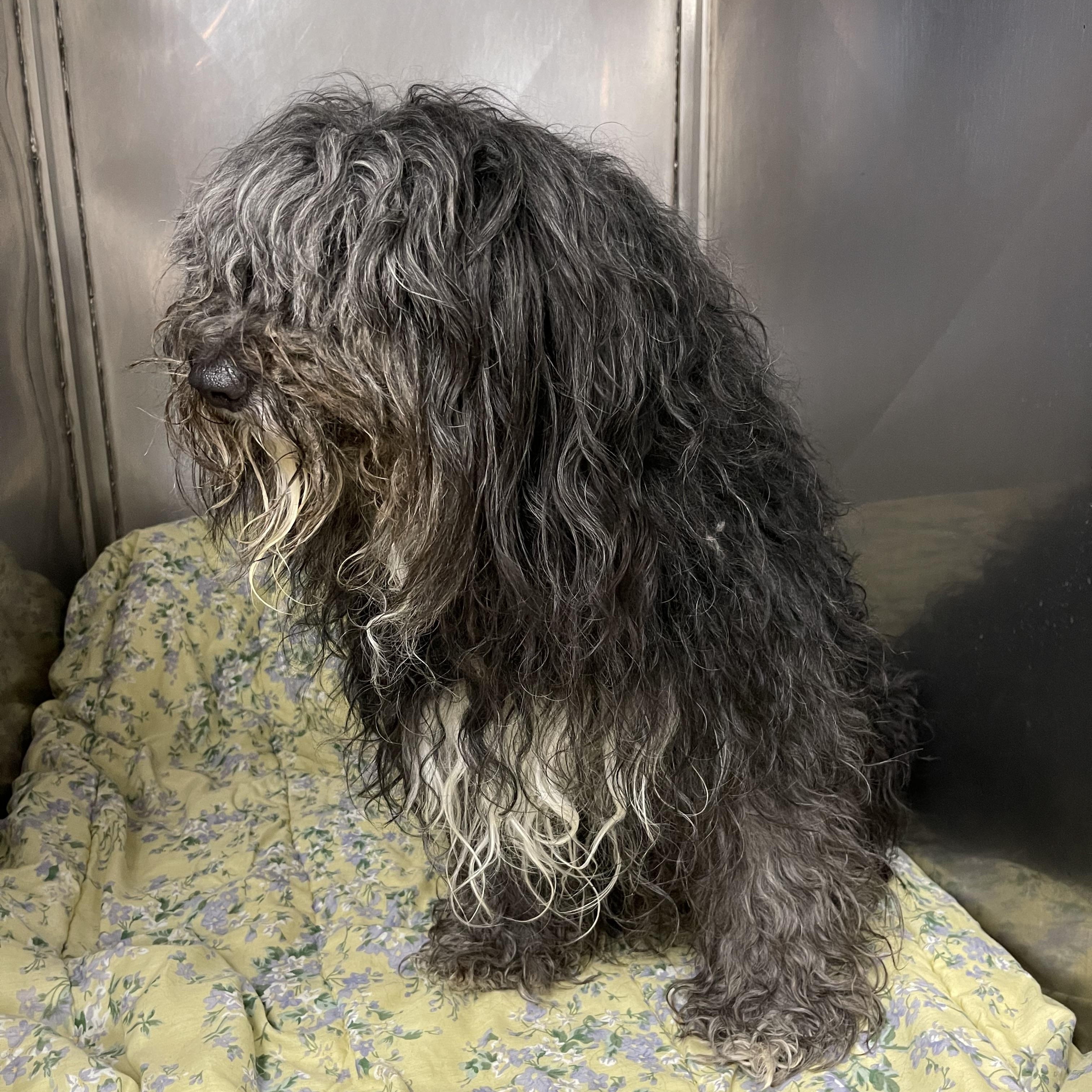 Cassie, an adoptable Aussiedoodle in Walker, MI, 49501 | Photo Image 5