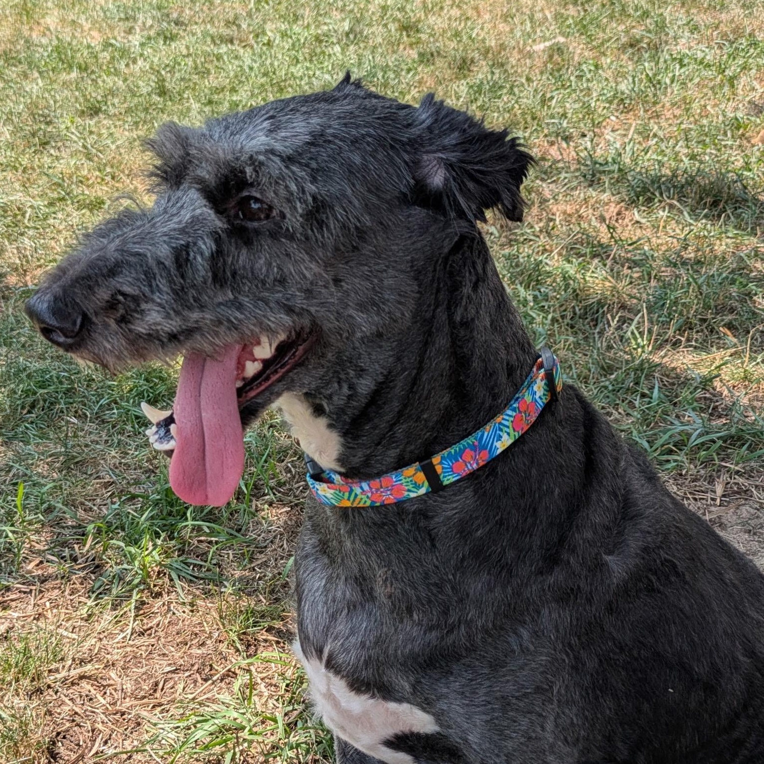 Cassie, an adoptable Aussiedoodle in Walker, MI, 49501 | Photo Image 3