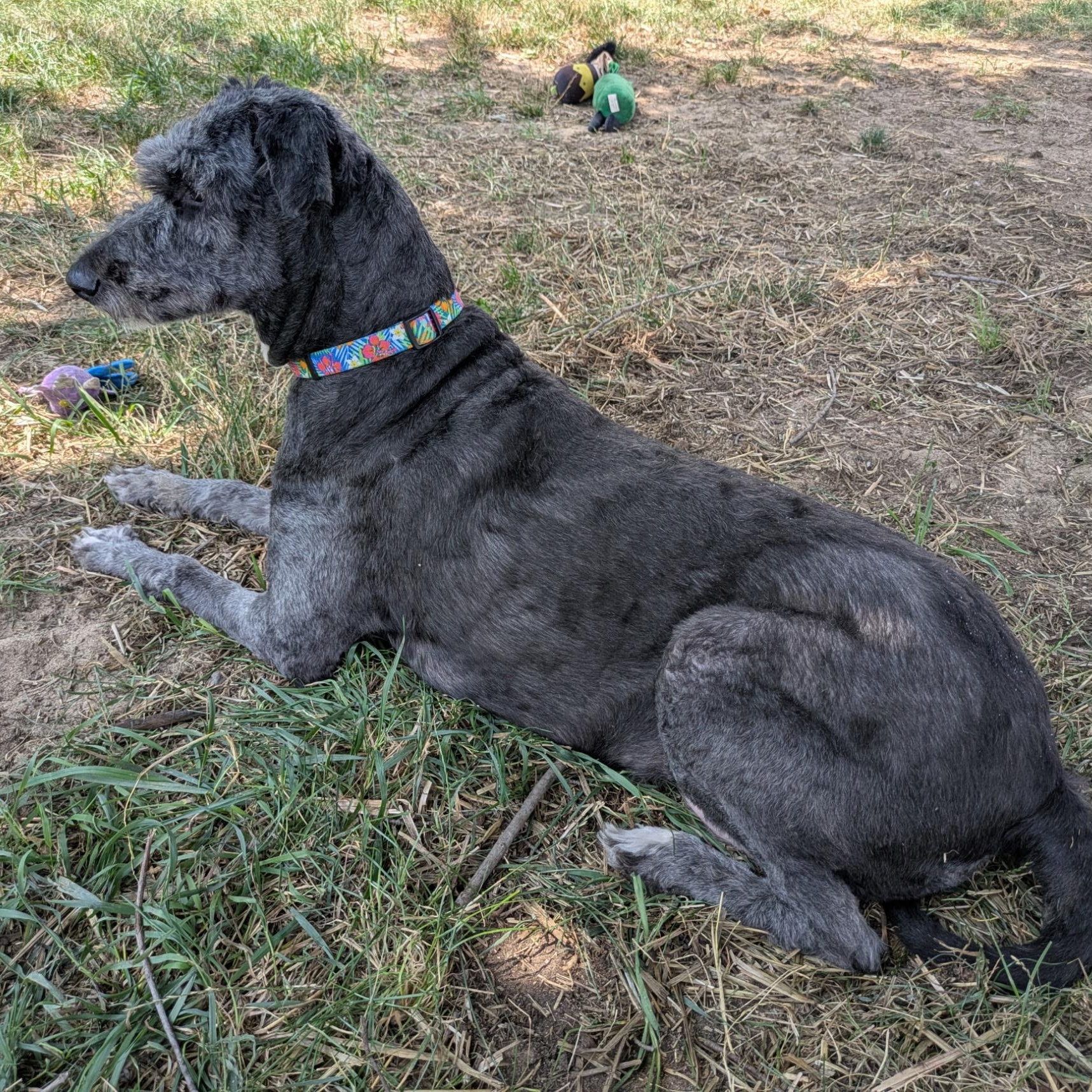 Cassie, an adoptable Aussiedoodle in Walker, MI, 49501 | Photo Image 2
