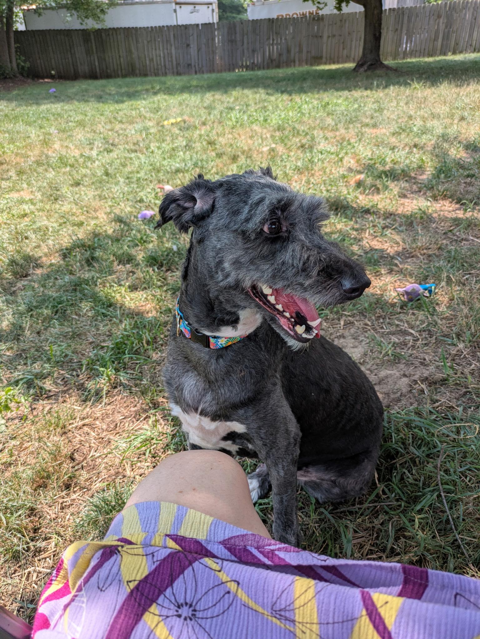 Cassie, an adoptable Aussiedoodle in Walker, MI, 49501 | Photo Image 6