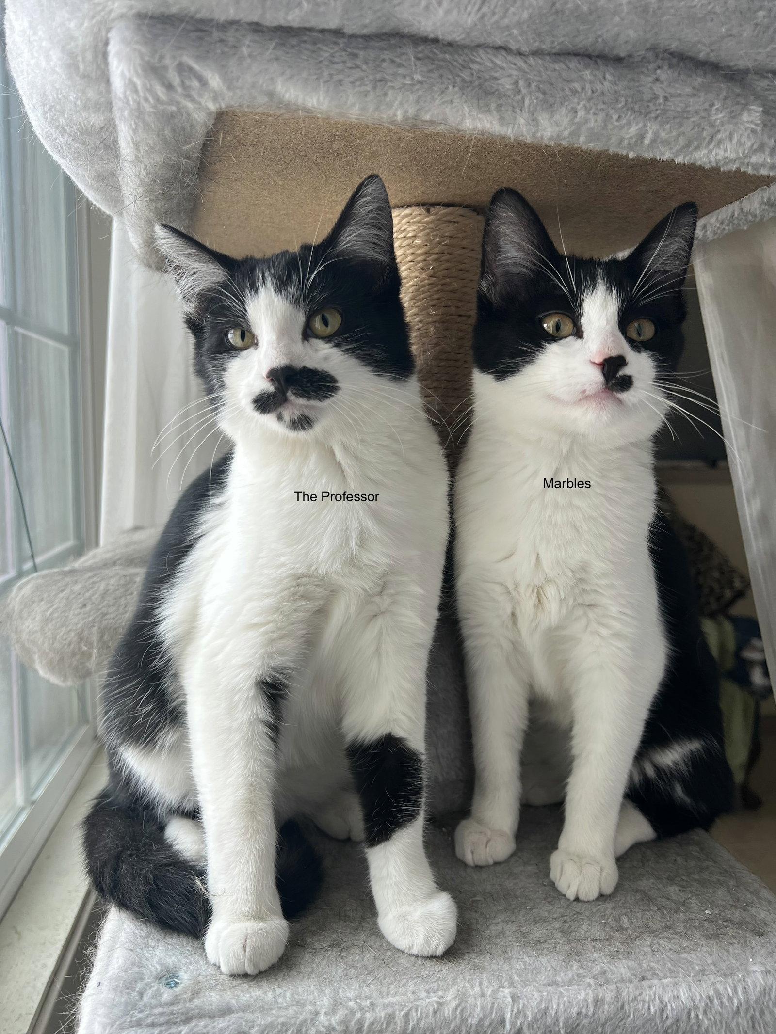 The Professor, Adoptable, Kitten Female Tuxedo.
