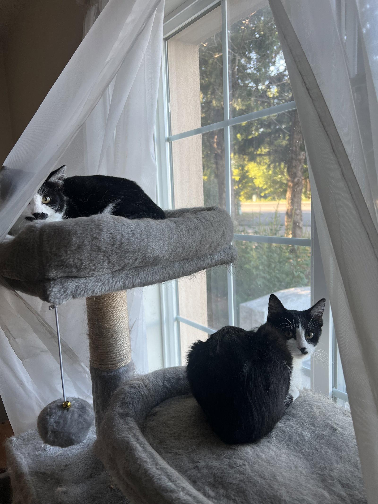 Enlarge The Professor, a Adoptable Tuxedo in Fort Collins, CO image 3/3
