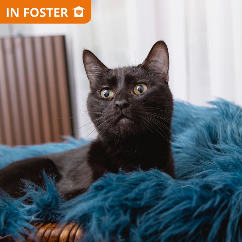 Enlarge Remmy, a Adoptable Domestic Short Hair in Los Angeles, CA image 1/1