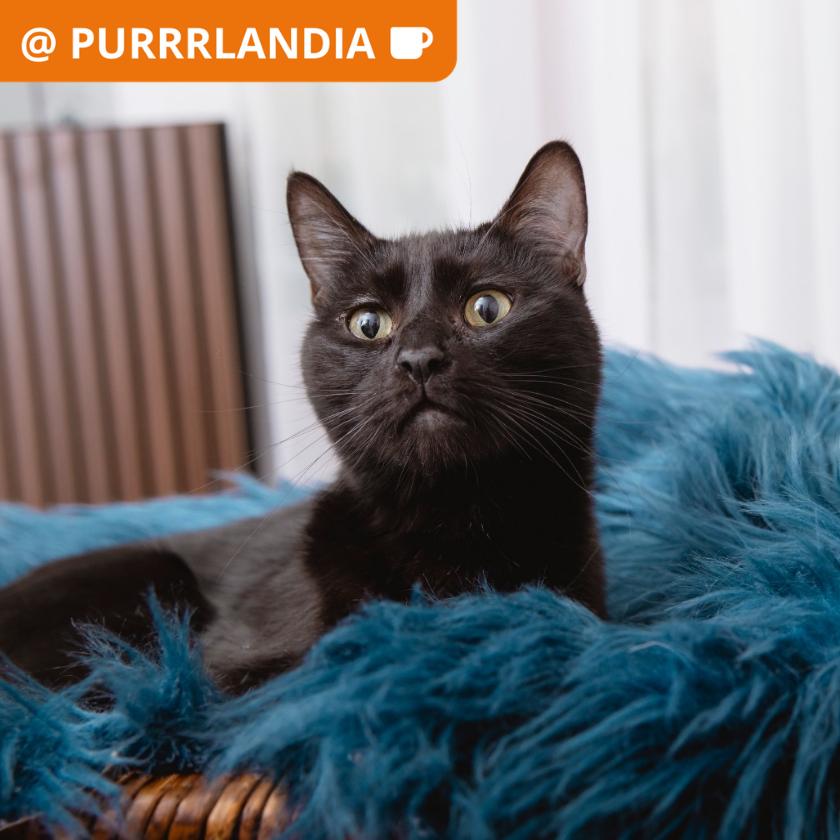 Remmy, Adoptable, Adult Male Domestic Short Hair.
