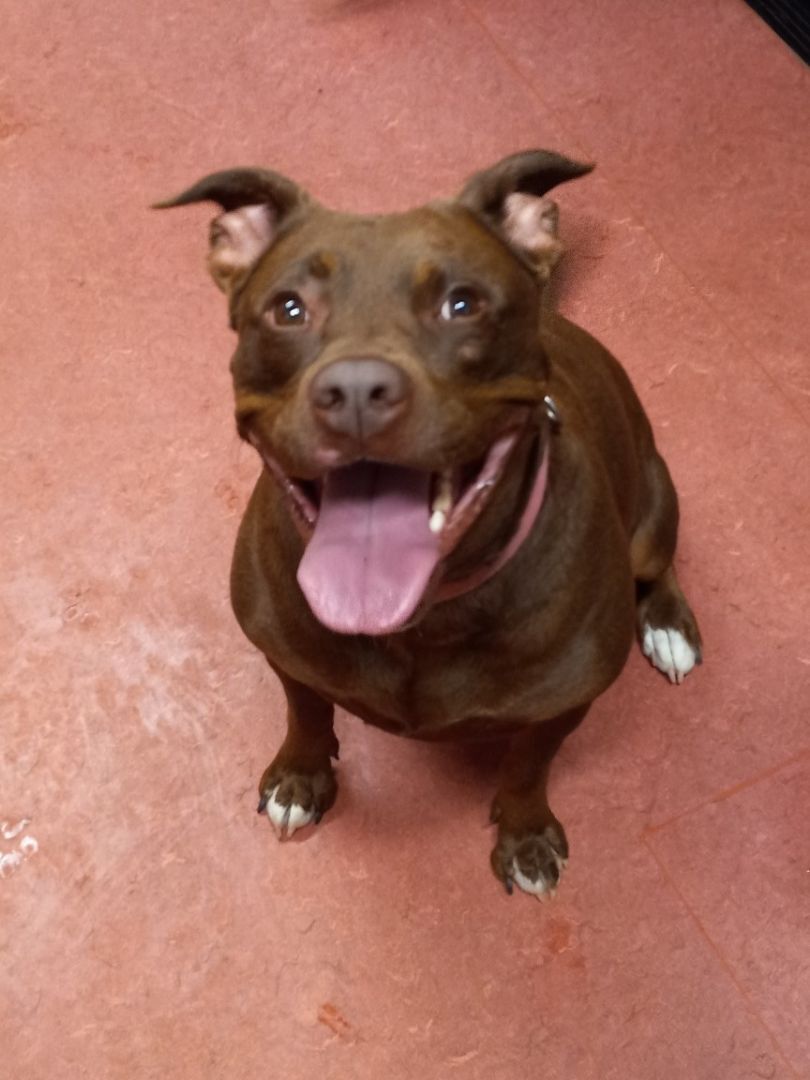 Enlarge Camella, a Adoptable mixed breed in Gualala, CA image 1/2