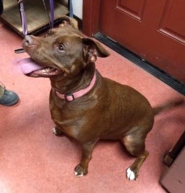 Enlarge Camella, a Adoptable mixed breed in Gualala, CA image 2/2