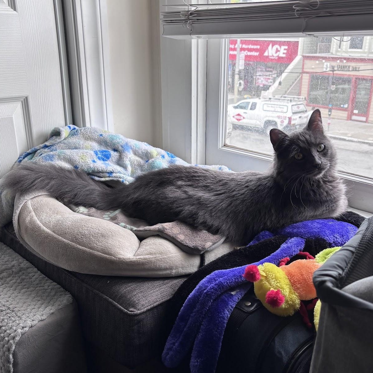 Enlarge Silver, a Adopted Domestic Long Hair in San Francisco, CA image 2/6